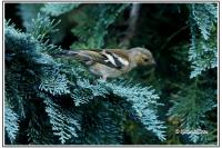 Fringilla coelebs