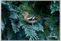 Fringilla coelebs