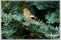 Fringilla coelebs