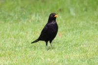 Turdus merula