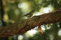 Cyanistes caeruleus