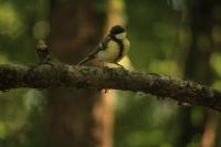 Parus major