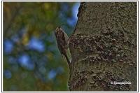 Certhia brachydactyla