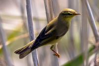 Phylloscopus trochilus