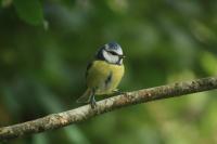 Cyanistes caeruleus