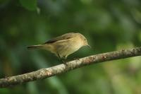 Phylloscopus collybita