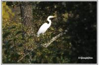 Ardea alba