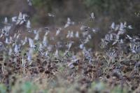 Fringilla montifringilla