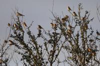 Fringilla montifringilla