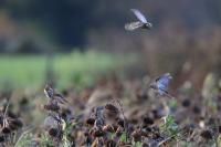 Fringilla montifringilla