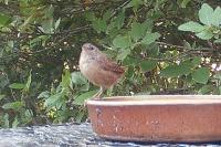 Troglodytes troglodytes