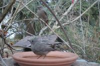 Phoenicurus ochruros