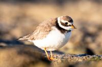 Charadrius hiaticula