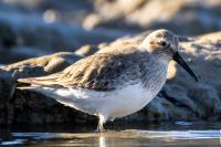Calidris alpina