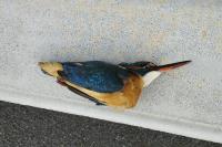 Alcedo atthis
