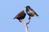 Sturnus vulgaris