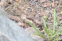 Caprimulgus europaeus