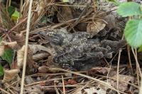 Caprimulgus europaeus