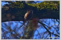 Certhia brachydactyla