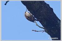 Certhia brachydactyla