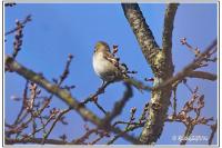 Fringilla coelebs