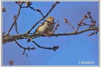 Fringilla coelebs