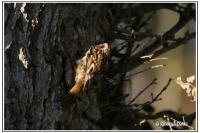 Certhia brachydactyla