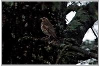 Turdus iliacus