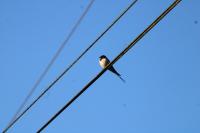 Hirundo rustica