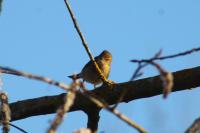 Phylloscopus collybita