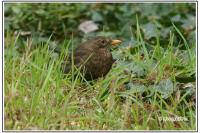 Turdus merula