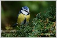 Cyanistes caeruleus
