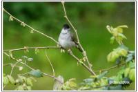 Poecile palustris