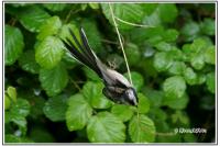 Aegithalos caudatus