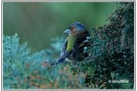 Fringilla coelebs