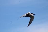 Sterna hirundo