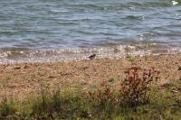 Charadrius dubius