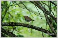 Turdus iliacus