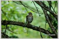 Turdus iliacus