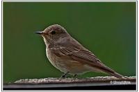 Muscicapa striata