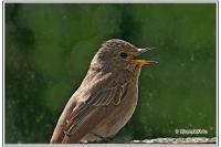 Muscicapa striata