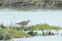 Numenius phaeopus