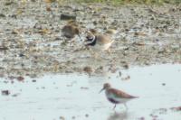 Calidris alpina