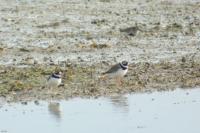 Charadrius hiaticula