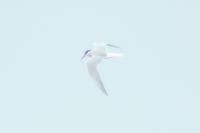 Sterna hirundo