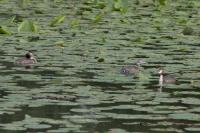 Podiceps cristatus