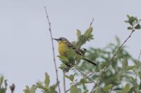Motacilla flava