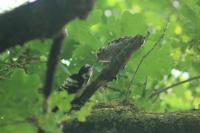 Dendrocopos minor