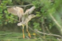 Nycticorax nycticorax