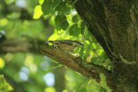Sitta europaea